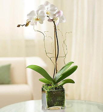 Plants