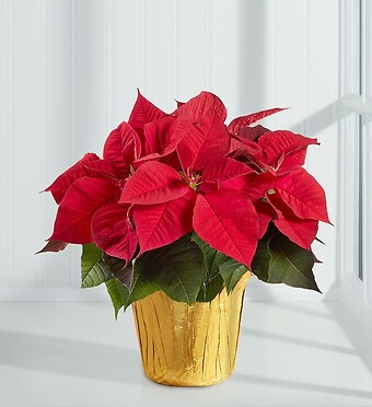 Holiday Traditions Poinsettia
