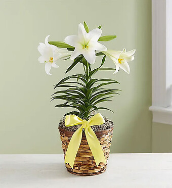 Easter  Lily Plant