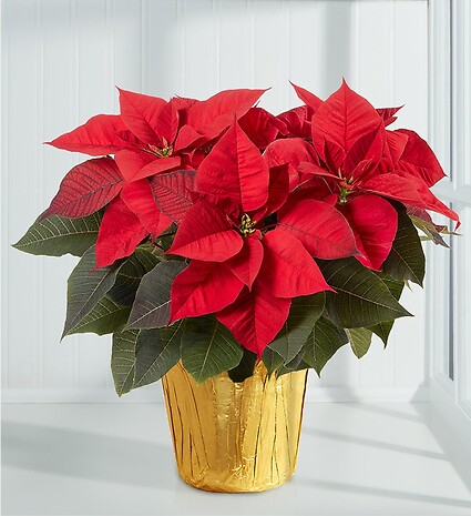 Holiday Traditions Poinsettia