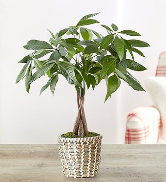 Money Tree