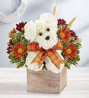 a-DOG-able&amp;reg; for Fall