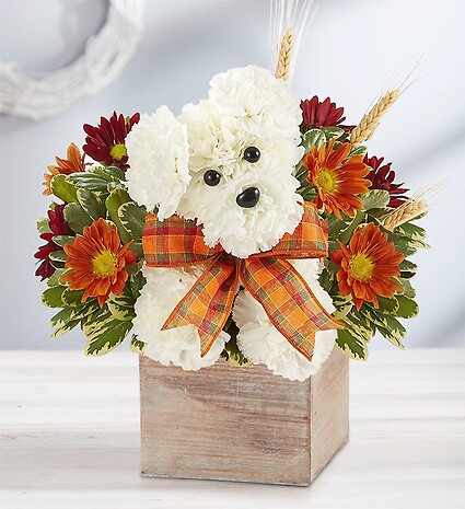 a-DOG-able&amp;reg; for Fall
