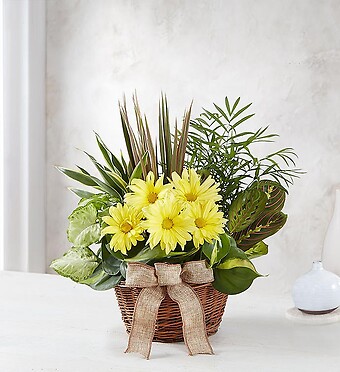 Dish Garden with Fresh Cut Flowers