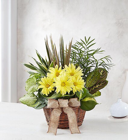 Dish Garden with Fresh Cut Flowers